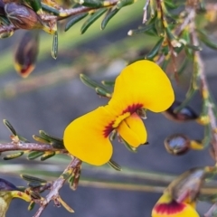 Dillwynia ramosissima at Tianjara, NSW - 22 Jul 2023 10:23 AM