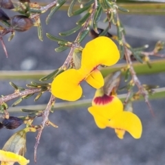 Dillwynia ramosissima at Tianjara, NSW - 22 Jul 2023 10:23 AM