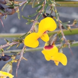 Dillwynia ramosissima at Tianjara, NSW - 22 Jul 2023