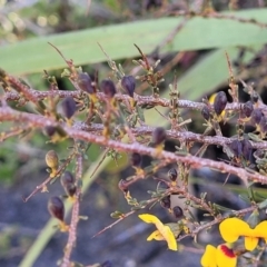 Dillwynia ramosissima at Tianjara, NSW - 22 Jul 2023 10:23 AM