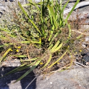 Dillwynia ramosissima at Tianjara, NSW - 22 Jul 2023 10:23 AM