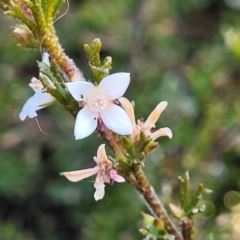 Boronia anemonifolia at Morton National Park - 22 Jul 2023 by trevorpreston