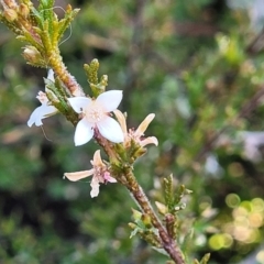 Boronia anemonifolia at Tianjara, NSW - suppressed