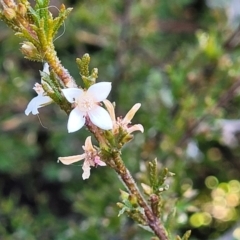 Boronia anemonifolia at Tianjara, NSW - 22 Jul 2023