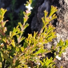 Boronia anemonifolia at Tianjara, NSW - suppressed