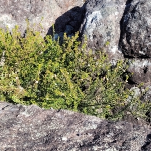 Boronia anemonifolia at Tianjara, NSW - suppressed