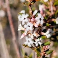 Leucopogon neoanglicus (A Beard-Heath) at Morton National Park - 22 Jul 2023 by trevorpreston