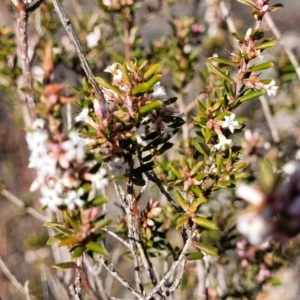 Leucopogon neoanglicus at Morton National Park - 22 Jul 2023 10:21 AM