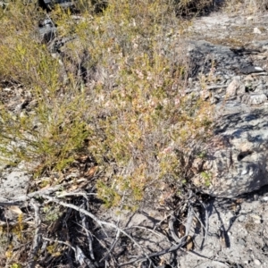 Leucopogon neoanglicus at Morton National Park - 22 Jul 2023 10:21 AM