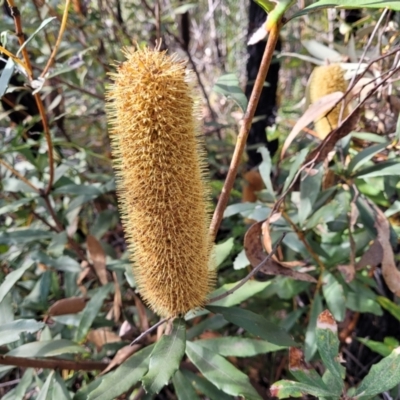 Banksia paludosa subsp. paludosa (Swamp Banksia) at Tianjara, NSW - 22 Jul 2023 by trevorpreston