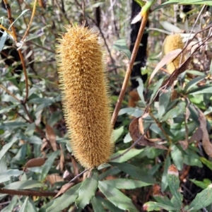 Banksia paludosa subsp. paludosa at Tianjara, NSW - 22 Jul 2023