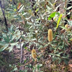 Banksia paludosa subsp. paludosa at Tianjara, NSW - 22 Jul 2023