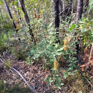 Banksia paludosa subsp. paludosa at Tianjara, NSW - 22 Jul 2023