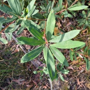 Banksia paludosa subsp. paludosa at Tianjara, NSW - 22 Jul 2023