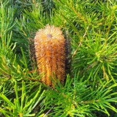 Banksia spinulosa (Hairpin Banksia) at Tianjara, NSW - 22 Jul 2023 by trevorpreston