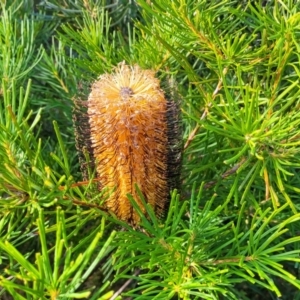 Banksia spinulosa at Tianjara, NSW - 22 Jul 2023