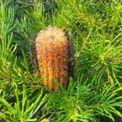 Banksia spinulosa (Hairpin Banksia) at Morton National Park - 22 Jul 2023 by trevorpreston