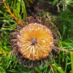 Banksia spinulosa at Tianjara, NSW - 22 Jul 2023 10:17 AM