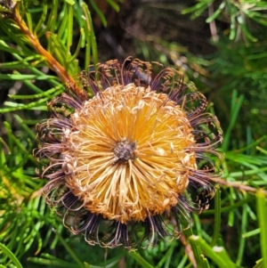 Banksia spinulosa at Tianjara, NSW - 22 Jul 2023