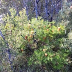 Banksia spinulosa at Tianjara, NSW - 22 Jul 2023