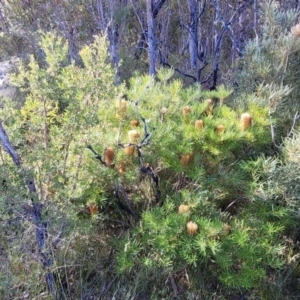 Banksia spinulosa at Tianjara, NSW - 22 Jul 2023 10:17 AM