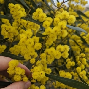 Acacia hakeoides at Redlands, NSW - 22 Jul 2023 02:58 PM