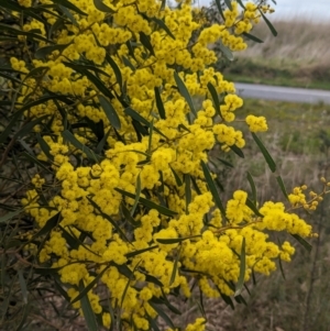 Acacia hakeoides at Redlands, NSW - 22 Jul 2023 02:58 PM