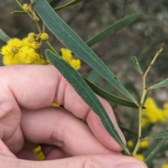 Acacia hakeoides at Redlands, NSW - 22 Jul 2023 02:58 PM