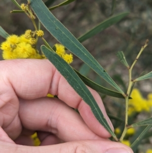 Acacia hakeoides at Redlands, NSW - 22 Jul 2023 02:58 PM