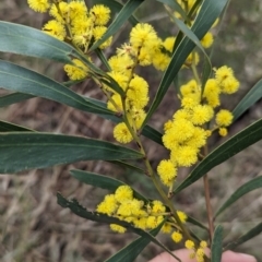 Acacia hakeoides at Redlands, NSW - 22 Jul 2023