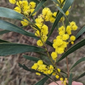 Acacia hakeoides at Redlands, NSW - 22 Jul 2023