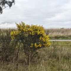 Acacia hakeoides at Redlands, NSW - 22 Jul 2023 02:58 PM