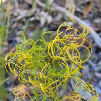 Caustis flexuosa (Curly Wigs) at Morton National Park - 22 Jul 2023 by trevorpreston