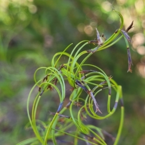 Caustis flexuosa at Tianjara, NSW - 22 Jul 2023