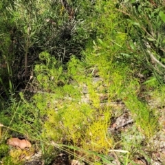 Caustis flexuosa at Tianjara, NSW - suppressed