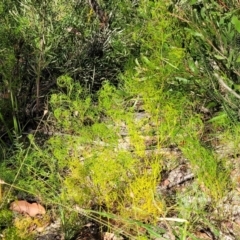 Caustis flexuosa at Tianjara, NSW - 22 Jul 2023