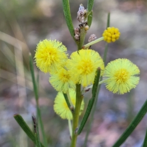 Acacia elongata at Tianjara, NSW - 22 Jul 2023