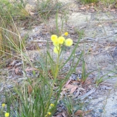 Acacia elongata at Tianjara, NSW - 22 Jul 2023 10:13 AM