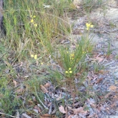 Acacia elongata at Tianjara, NSW - 22 Jul 2023 10:13 AM