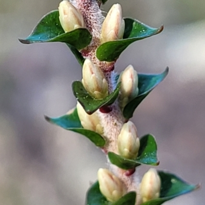 Epacris microphylla (Coral Heath) at Morton National Park - 22 Jul 2023 by trevorpreston