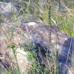 Epacris microphylla at Tianjara, NSW - 22 Jul 2023
