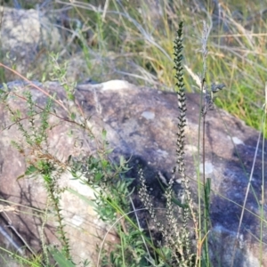 Epacris microphylla at Tianjara, NSW - 22 Jul 2023
