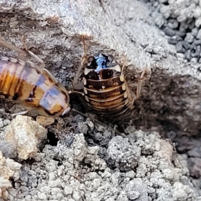Robshelfordia sp. (genus) (A Shelford cockroach) at Coolumburra, NSW - 21 Jul 2023 by trevorpreston