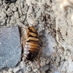 Robshelfordia sp. (genus) at Coolumburra, NSW - 22 Jul 2023 09:52 AM