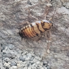 Robshelfordia sp. (genus) at Coolumburra, NSW - 22 Jul 2023 09:52 AM