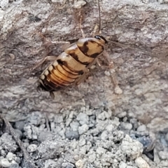 Robshelfordia sp. (genus) at Coolumburra, NSW - 22 Jul 2023 09:52 AM