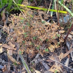 Pomax umbellata at Coolumburra, NSW - 22 Jul 2023 09:51 AM