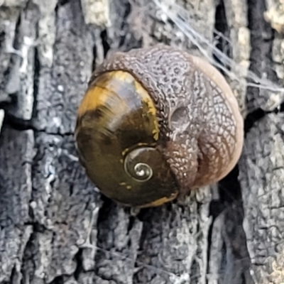 Helicarion cuvieri (A Semi-slug) at Coolumburra, NSW - 22 Jul 2023 by trevorpreston