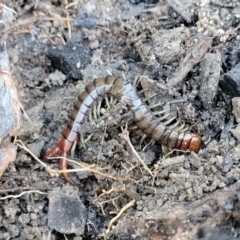 Cormocephalus aurantiipes at Coolumburra, NSW - 22 Jul 2023 by trevorpreston