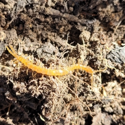 Geophilomorpha (Order) at Coolumburra, NSW - 22 Jul 2023 by trevorpreston